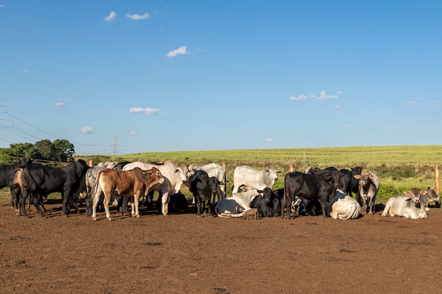 Livestock in confinement