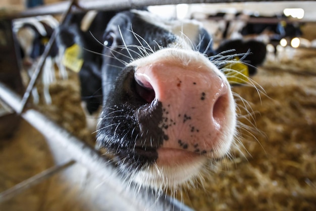 Livestock cow farm herd of black white cows are looking at the\
camera with interest breeding cows in free animal husbandry\
cowshed