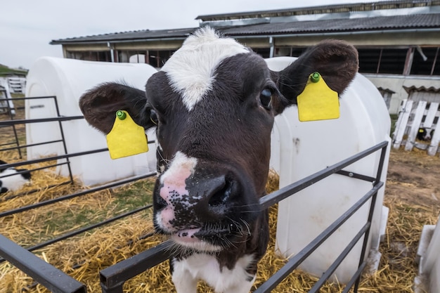 Livestock cow farm with herd of black white cows are looking at\
the camera with interest breeding cows in free animal husbandry\
cowshed