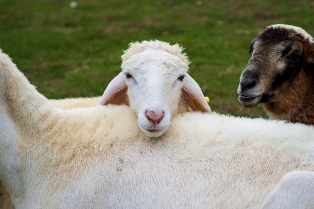 Livestock farm flock of sheep in Da Lat Vietnam