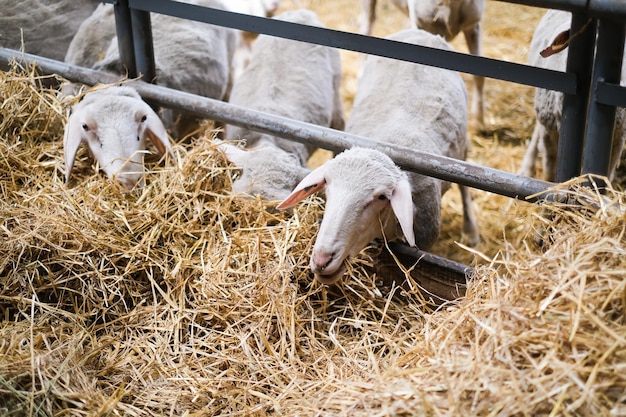 Livestock farm flock of sheep