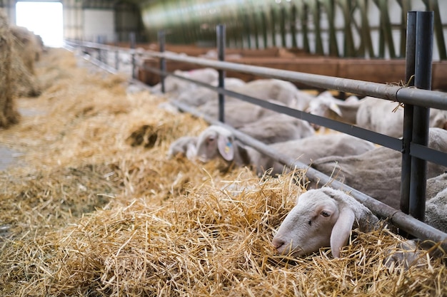 Photo livestock farm flock of sheep