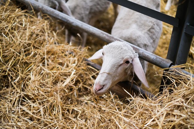 Livestock farm flock of sheep