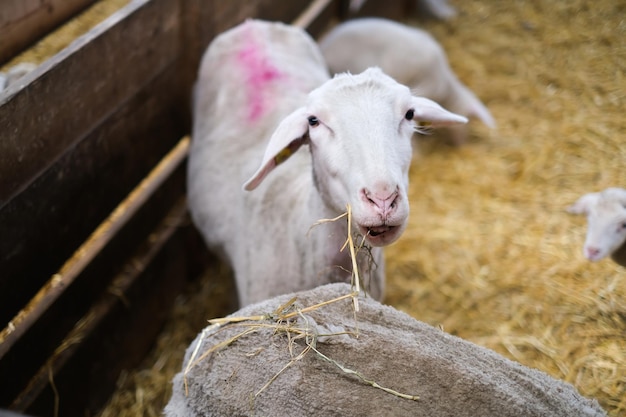 Livestock farm flock of sheep