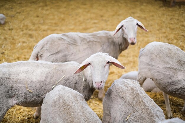 Livestock farm flock of sheep