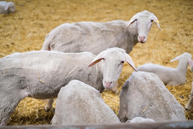 羊の家畜農場の群れ