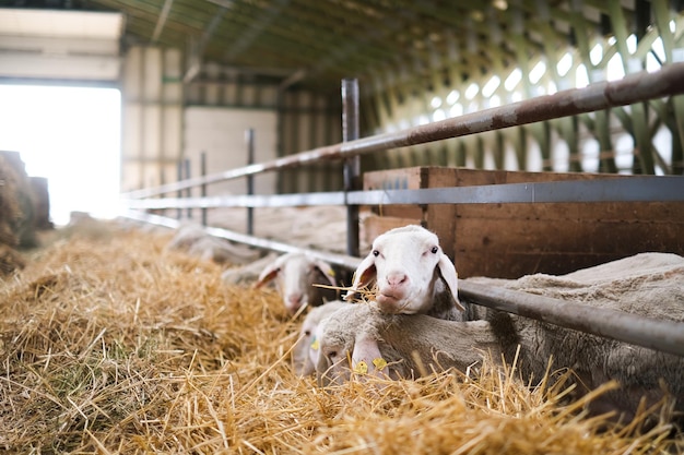 Livestock farm flock of sheep