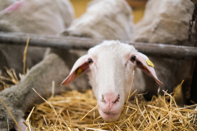 Livestock farm flock of sheep