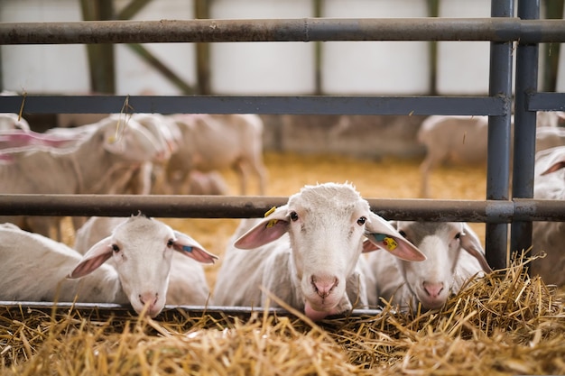 Livestock farm flock of sheep