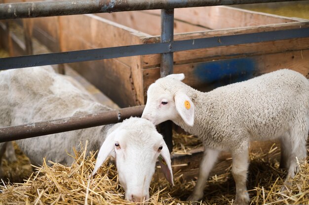 Livestock farm flock of sheep