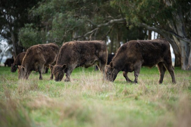 호주 아웃백의 유기농 재생 및 지속 가능한 식품에 대한 들판의 목초지와 풀밭에서 풀을 뜯고 있는 가축 아시아와 미국의 뚱뚱한 소와 육우