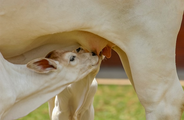 Livestock. Ox calf suckling on the teat.