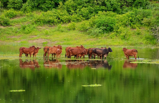 Livestock Red Brahman cattle crossing a flooded area in Campina Grande Paraiba Brazil