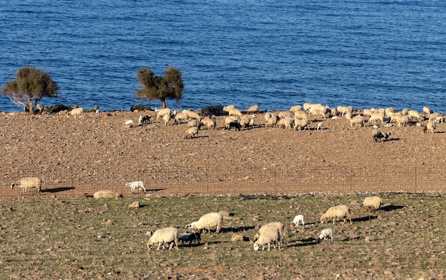 Livestock The sheep graze in a meadow near the sea on a sunny autumn day