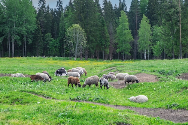 Livestock sheeps graze at the edge of the forest