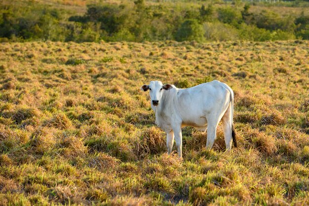 Домашний скотNelore крупного рогатого скота в Жакарау-Параиба, Бразилия