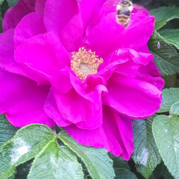 Living the bee life in pink