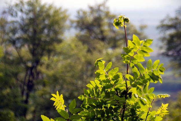 Living bush on a blurred forest background