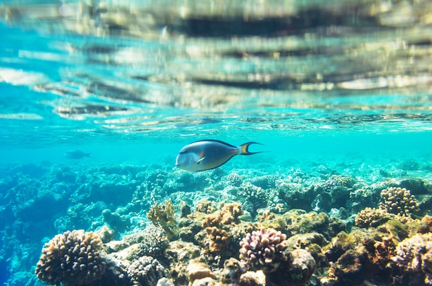 Living Coral reef in Red Sea, Egypt.