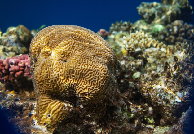 이집트 홍해의 살아있는 산호초.