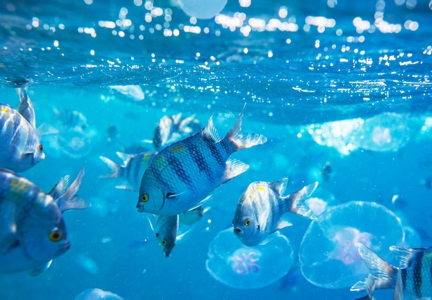 Living Coral reef in Red Sea, Egypt.