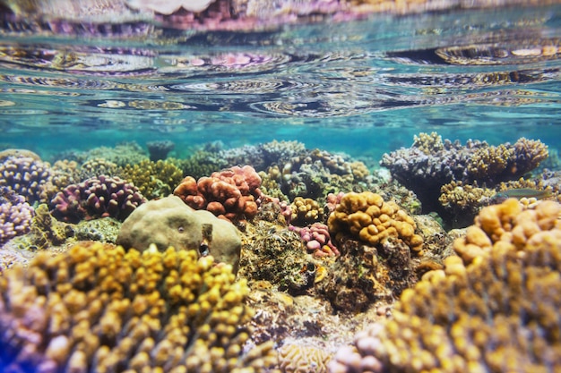 Living Coral reef in Red Sea, Egypt.