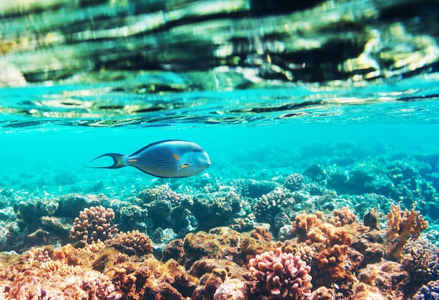 Barriera corallina vivente nel mar rosso, egitto.