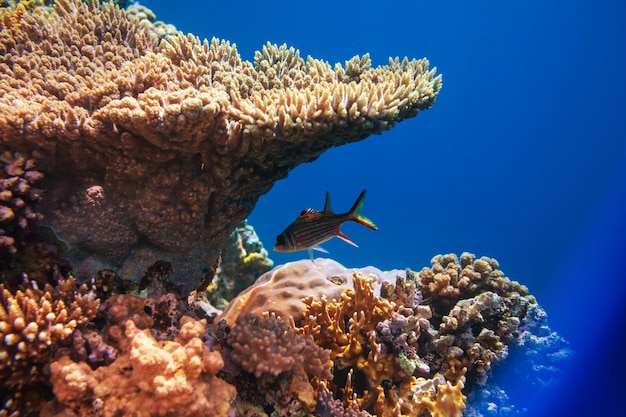 Living Coral reef in Red Sea, Egypt.