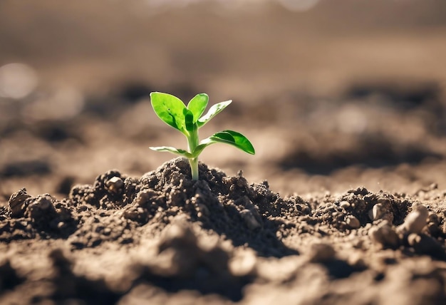 Living with bright green seedling cracked drought ground background