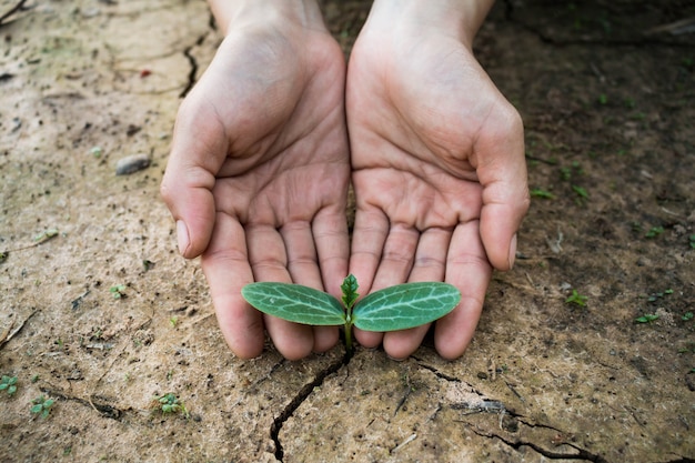 Photo living with tree drought, concept reborn tree.