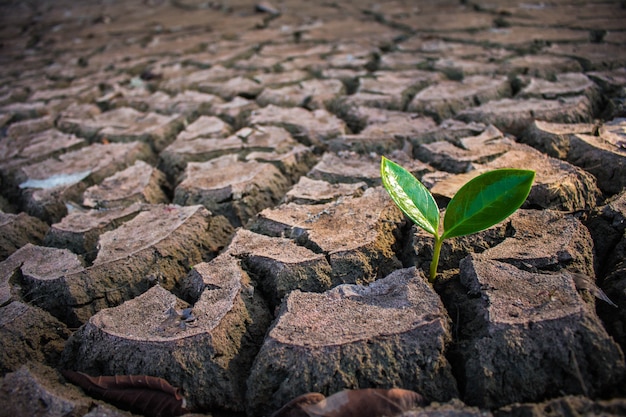 Photo living with tree drought, crack ground drought.