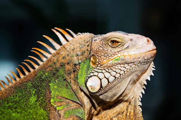 Lizard animal green lizard with blur background