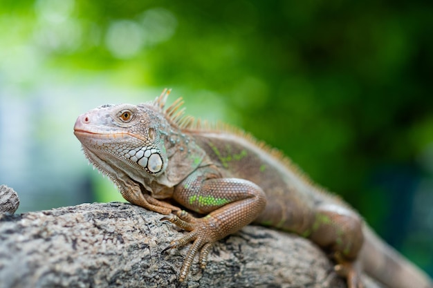 Lizard animal green lizard with blur background