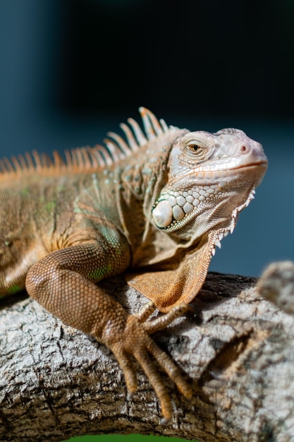 Lizard animal green lizard with blur background