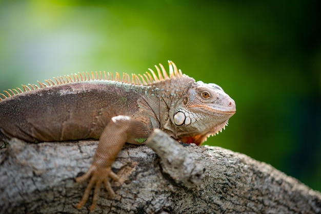 Lizard animal green lizard with blur background