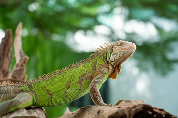 Lizard animal green lizard with blur background