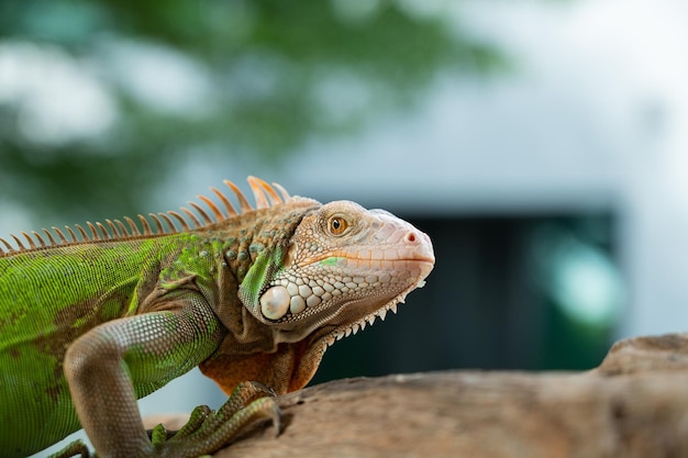 Lizard animal green lizard with blur background