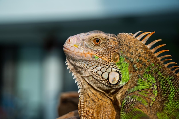 Lizard animal green lizard with blur background