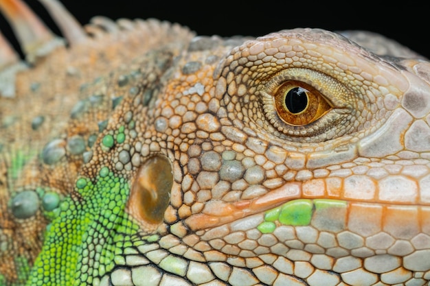 Lizard animal green lizard with blur background