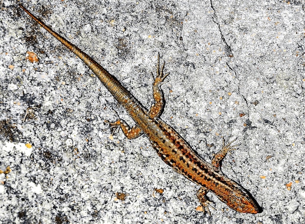 Lizard on asphalt ground