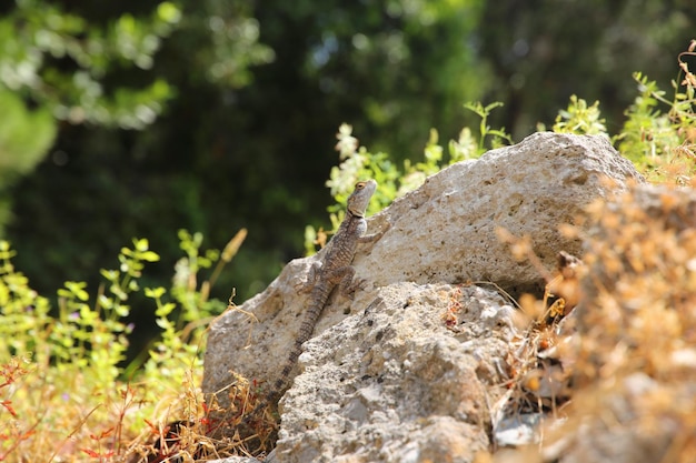 lizard basking on a stone