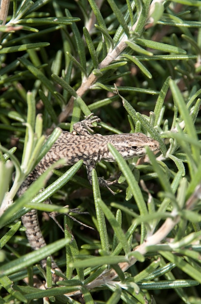 Lizard basks in the sun on a rosemary bush