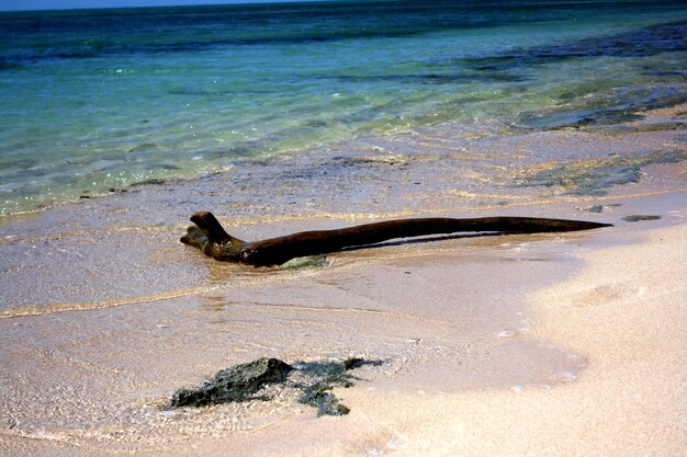 Foto lucertola sulla spiaggia