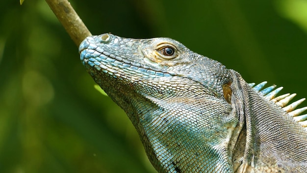 A lizard on a branch with green leaves