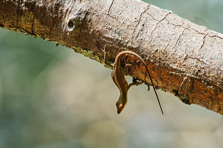 फोटो lizard on branch