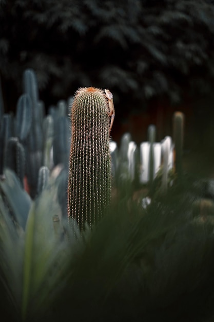 Photo lizard on cactus in the garden