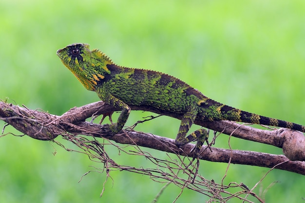 lizard chameleon reptiles green