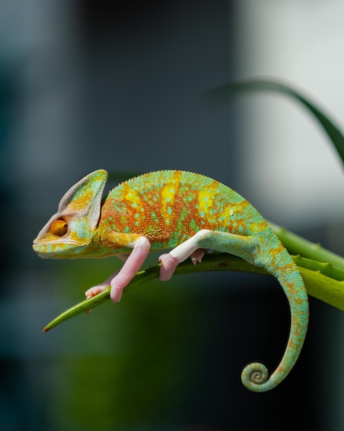 Lizard chameleon with blur background