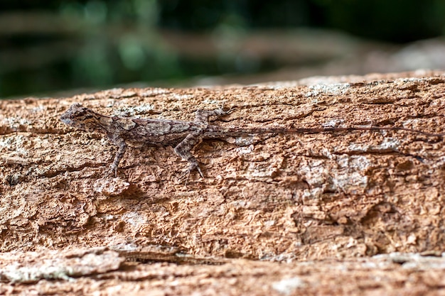 The lizard disguises itself on tree trunk and is almost invisible