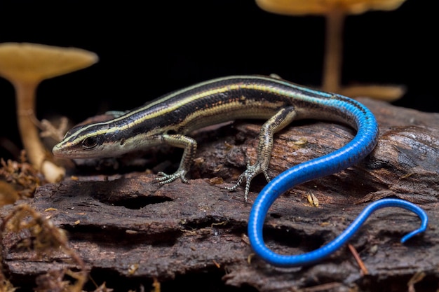 トカゲEmoia caeruleocauda、太平洋ブルーテイルスキンク